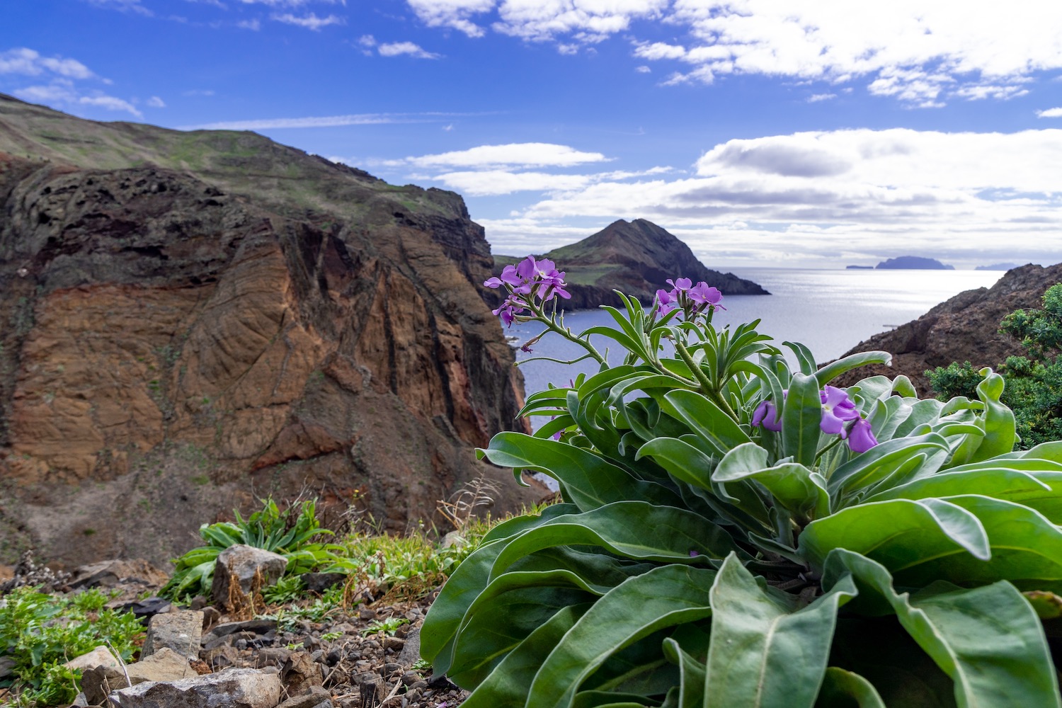 Flores en Madeira