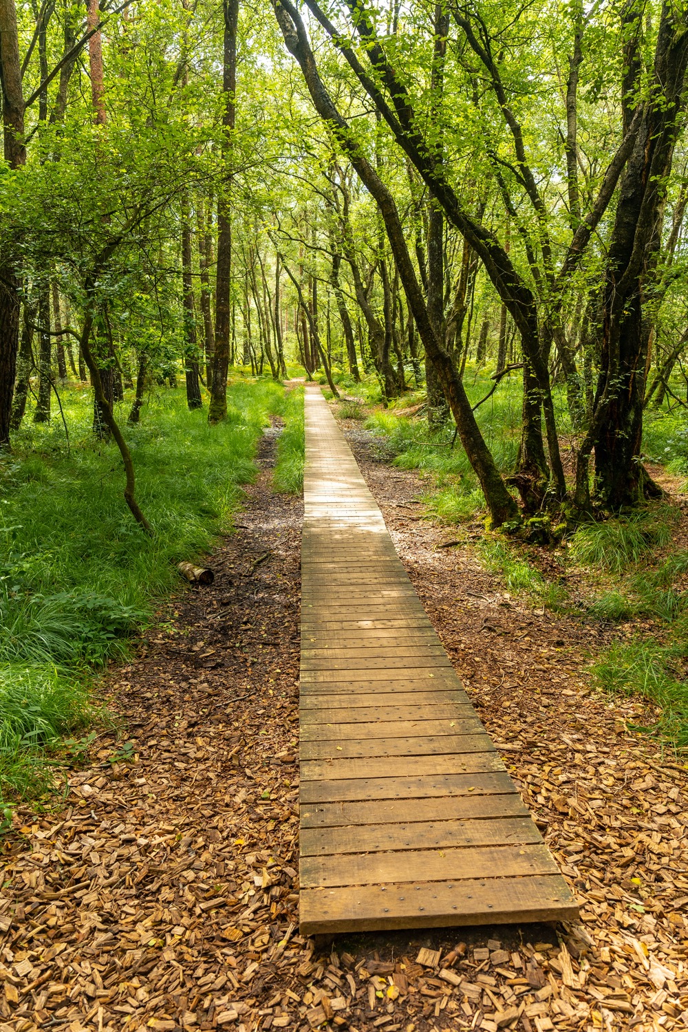 Pasarela de madera en el lago Paimpont del bosque de Broceliande