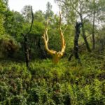 Bosque de Brocéliande