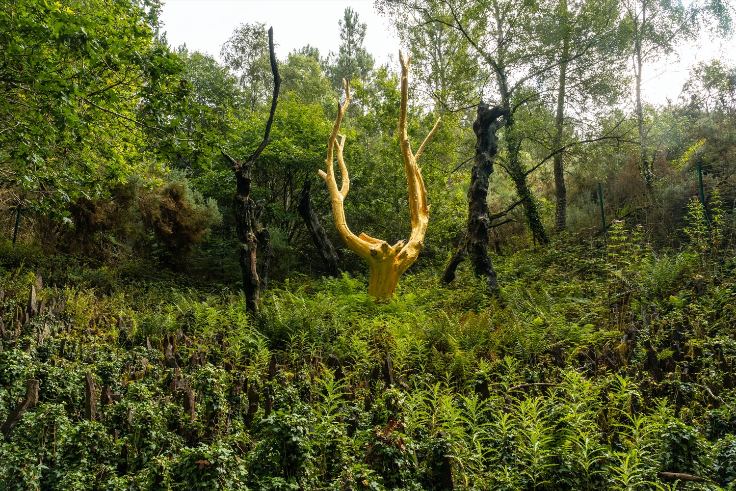 Arbol dorado en Brocéliande