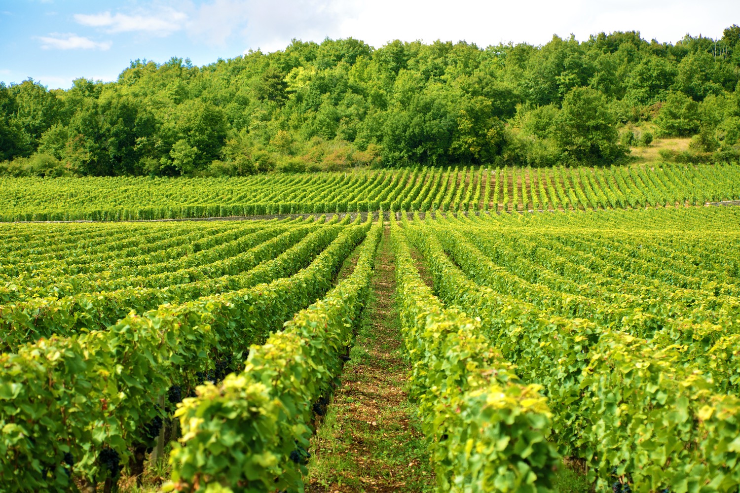 Viñedos de Burdeos