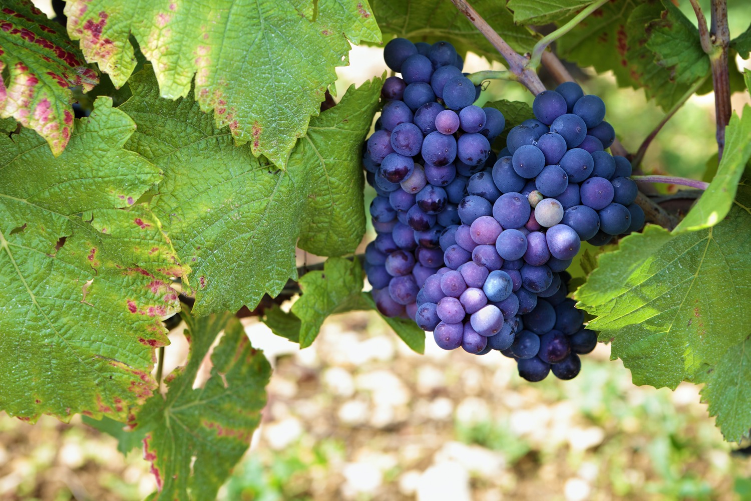 Uvas para hacer vino en Burdeos