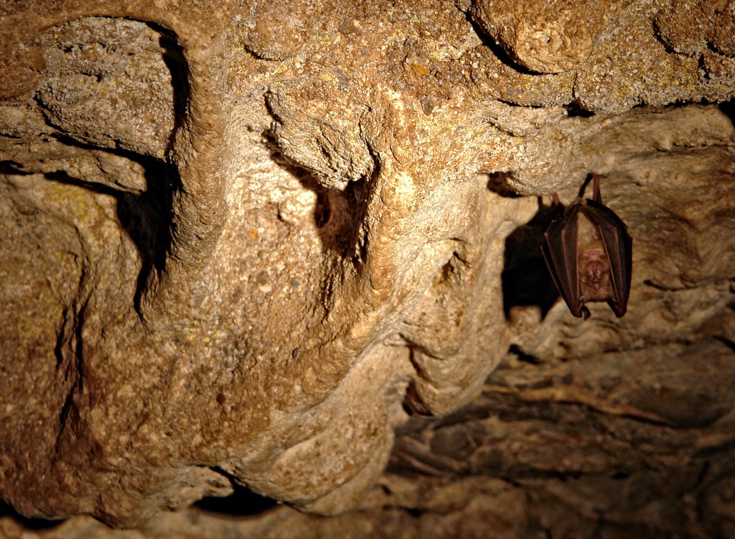 muerciélago en las cuevas de sara