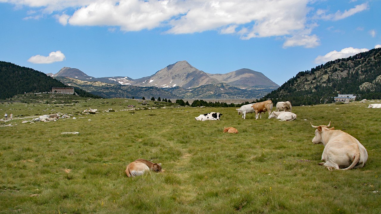 vacas en Bouillouses