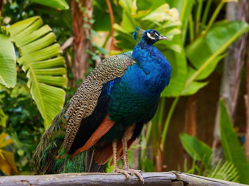 Cañón de las aves en selwo aventura