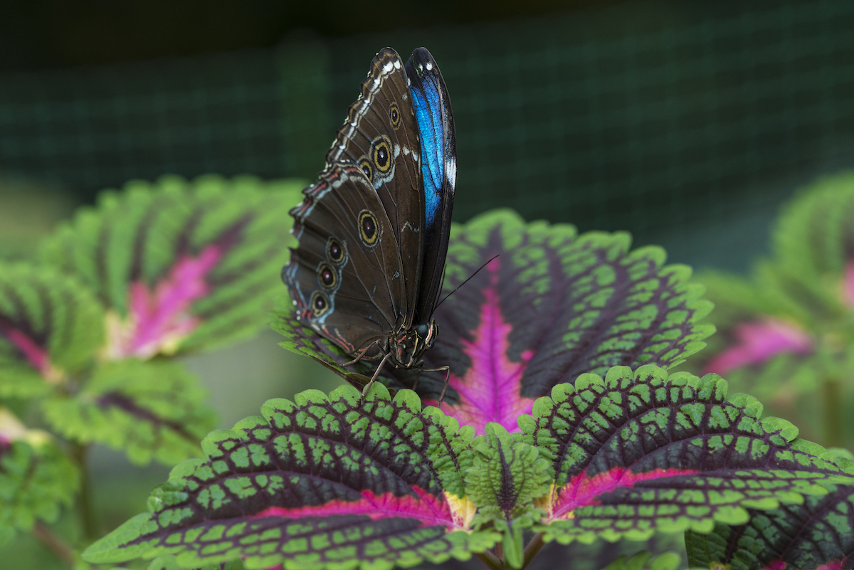 Mariposa azul