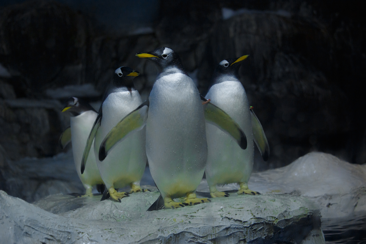 pingüinos en faunia